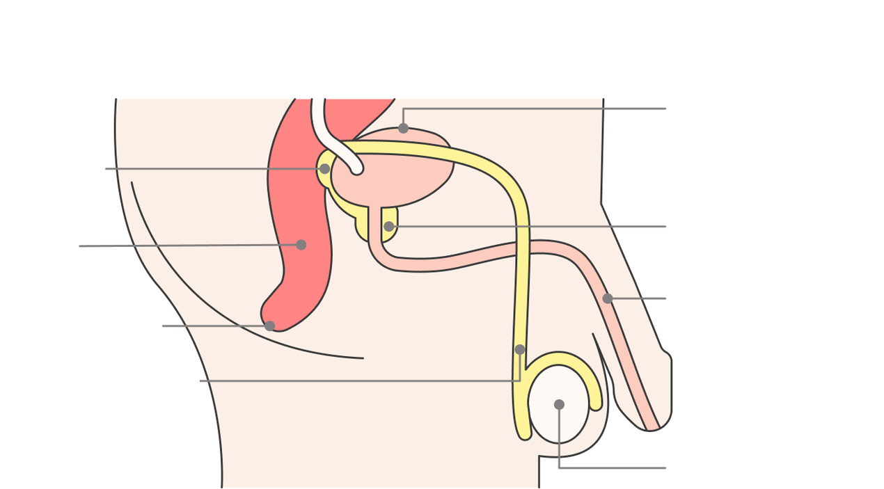 location of the prostate gland and its structure