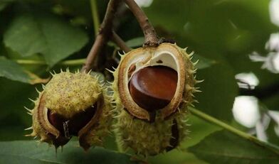 The use of chestnuts to treat prostatitis